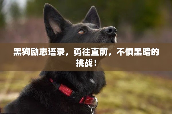 黑狗励志语录,勇往直前,不惧黑暗的挑战!