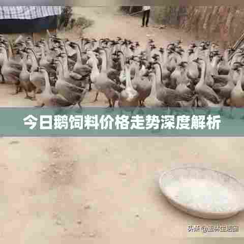 今日鹅饲料价格走势深度解析