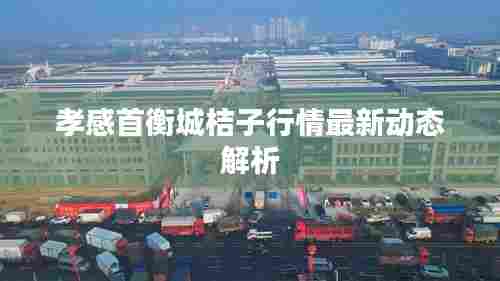 孝感首衡城桔子行情最新动态解析