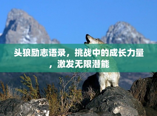 头狼励志语录,挑战中的成长力量,激发无限潜能