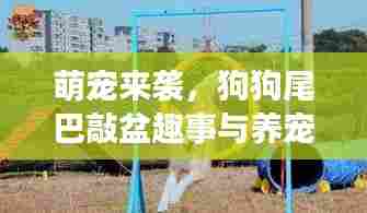 萌宠来袭，狗狗尾巴敲盆趣事与养宠心得分享视频