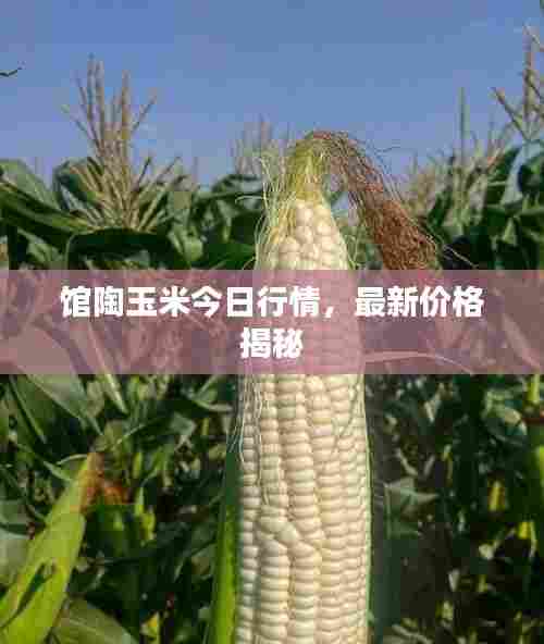 馆陶玉米今日行情,最新价格揭秘