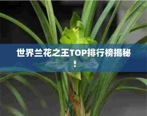 世界兰花之王TOP排行榜揭秘！