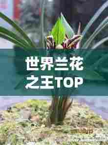 世界兰花之王TOP排行榜揭秘!