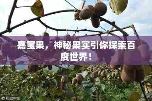 嘉宝果,神秘果实引你探索百度世界!
