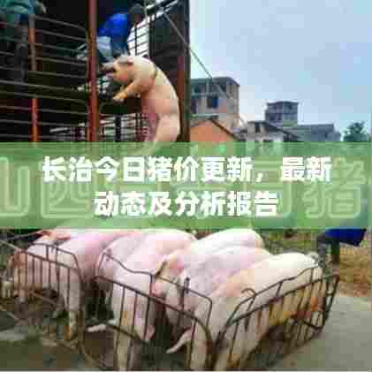 长治今日猪价更新,最新动态及分析报告