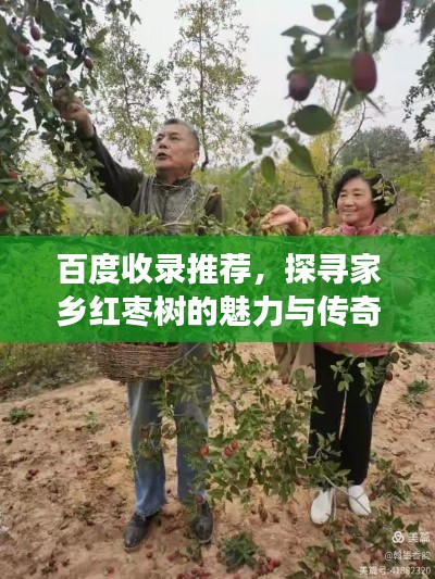 百度收录推荐,探寻家乡红枣树的魅力与传奇故事