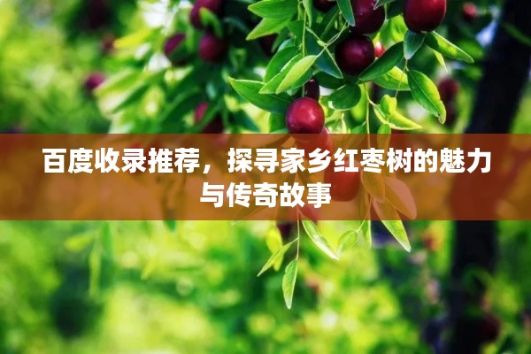 百度收录推荐,探寻家乡红枣树的魅力与传奇故事