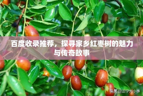 百度收录推荐,探寻家乡红枣树的魅力与传奇故事