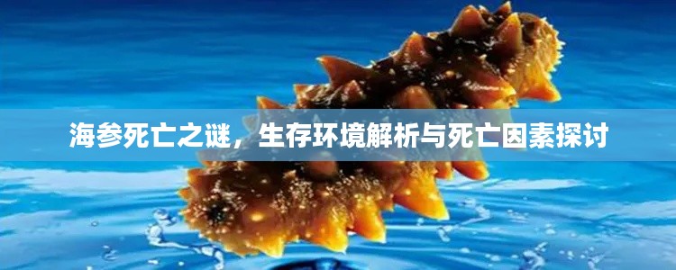 海参死亡之谜，生存环境解析与死亡因素探讨