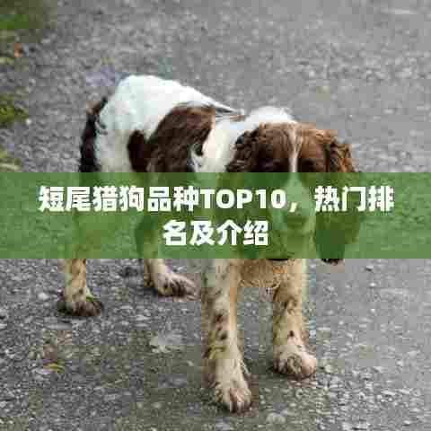 短尾猎狗品种TOP10,热门排名及介绍