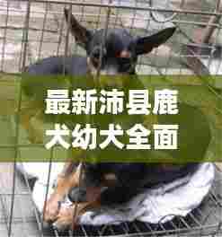 最新沛县鹿犬幼犬全面出售信息解析