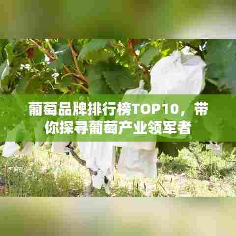葡萄品牌排行榜TOP10，带你探寻葡萄产业领军者