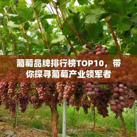 葡萄品牌排行榜TOP10,带你探寻葡萄产业领军者