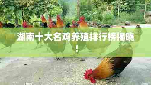 湖南十大名鸡养殖排行榜揭晓!