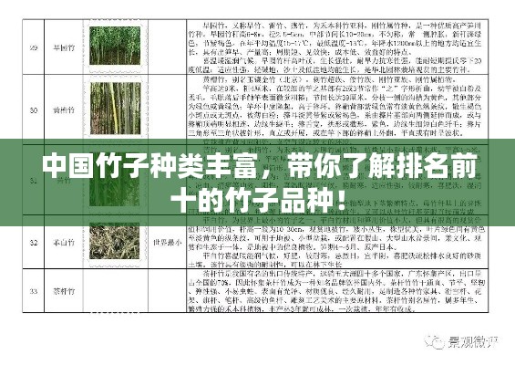 中国竹子种类丰富,带你了解排名前十的竹子品种!