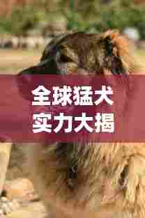 全球猛犬实力大揭秘，最强犬种排名榜单震撼来袭！