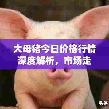 大母猪今日价格行情深度解析,市场走势与趋势预测
