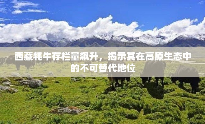 西藏牦牛存栏量飙升，揭示其在高原生态中的不可替代地位