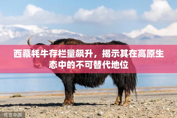西藏牦牛存栏量飙升,揭示其在高原生态中的不可替代地位