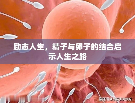 励志人生，精子与卵子的结合启示人生之路