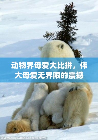 动物界母爱大比拼，伟大母爱无界限的震撼排名！