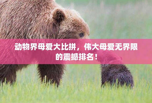 动物界母爱大比拼,伟大母爱无界限的震撼排名!