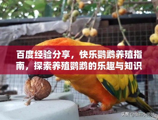 百度经验分享,快乐鹦鹉养殖指南,探索养殖鹦鹉的乐趣与知识秘籍