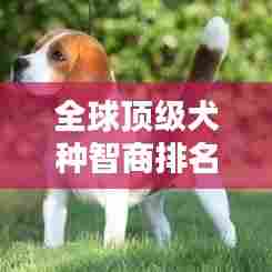 全球顶级犬种智商排名大揭秘，名狗排名与解析