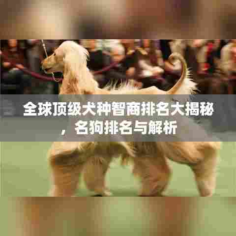 全球顶级犬种智商排名大揭秘,名狗排名与解析