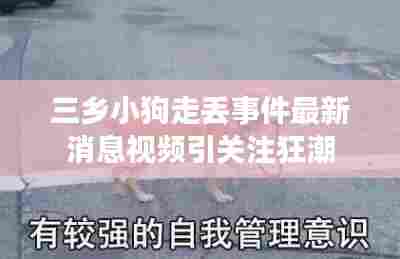 三乡小狗走丢事件最新消息视频引关注狂潮